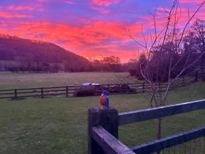 Shepherds hut, Eco, Log burner Hot tub NY moors
