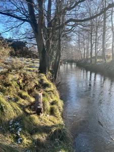 Shepherds hut, Eco, Log burner Hot tub NY moors