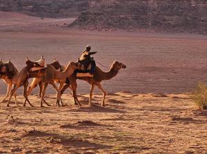 Starlit Wadi Rum camp