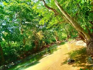 Mango garden Safari paradise