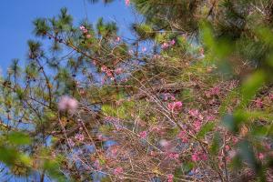 Hoang Cung Legacy Healing & Spa - The Valley View Dalat