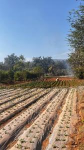 Tibetan Valley Camp Site - Similipal, Strawberry Farm