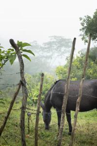 Casa Loma, Descansar en la Montaña, 30min STG
