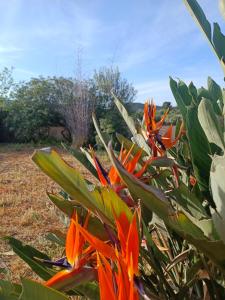 Casa Bougainvillea img13
