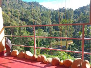 Rainforest View