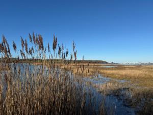 Cosy Cabins at Westfield Farm, Isle of Wight