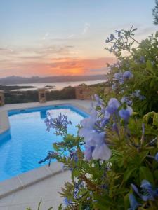 Orsa sul mare a Baja Sardinia