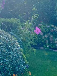 Orsa sul mare a Baja Sardinia img32