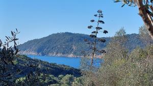 LA TERRASSE DES LAURIERS SUR LÎLE DU LEVANT