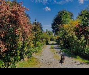 Se Arrienda Cabaña por Dia