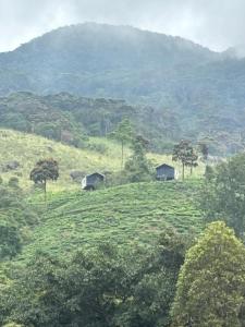 Ethereal Sinharaja Rainforest Luxury Glamping & Adventure Park