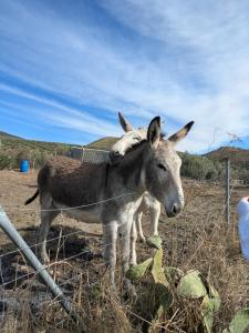 Finca KiSi Casa Rural -generations holiday together