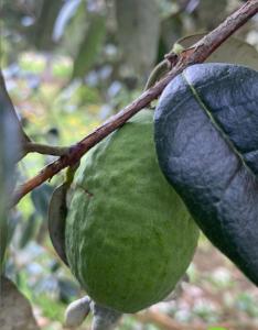 Cabaña Bohio Conecta - Subachoque