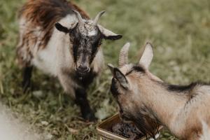 3 x bespoke built cabins with hot tubs, mid Wales