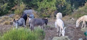 Tente Lodge transparente a 45 min de Nice VOIE LACTEE