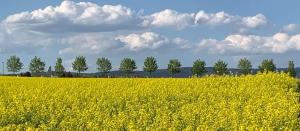 Villa Roystein Gästehaus
