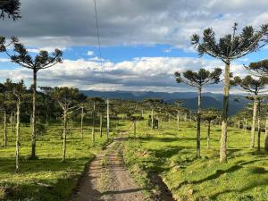 Apartamentos de Altitude Urubici