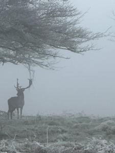 Unique 3600 sq ft Luxury 4-Bed Richmond Hill Home