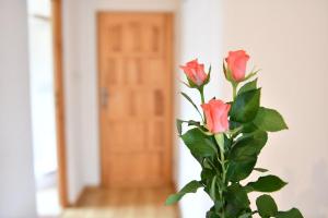 Kosówka w Bukowinie Tatrzańskiej