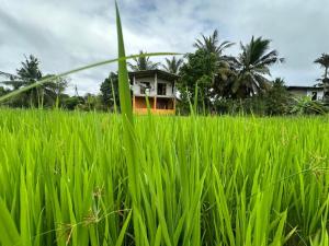 Paddy Wind Eco Lodge Sigiriya