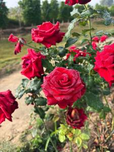 Paradise Resort & Cafe