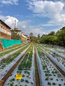 Khushi Riverside Resort & Spa