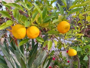 Villetta Smeraldo con giardino