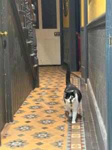 Big house, by the sea, with cats