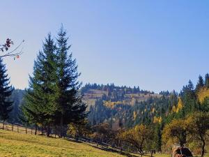 Cabana Soarelui,Napos vendégház