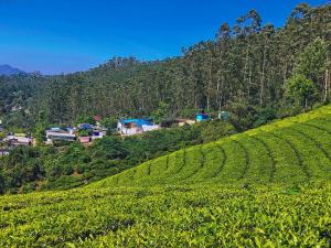 Munnar Valley View