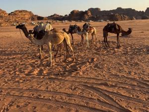 Wadi rum fun time