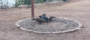 Natures Harmony Resort