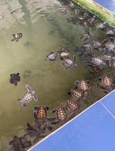 The black monkey villa