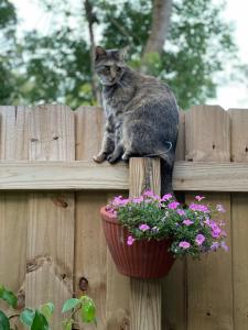 Hidden Gem - Cottage in Lake Helen