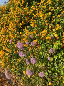 Las Vistas Small Oasis