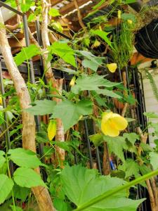 Cabaña 2 personas Pétalos Villarrica