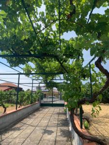 Casa dei Gigli relax and vacation among flowers and fruits