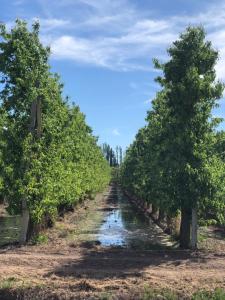 Alquiler Departamento Allen