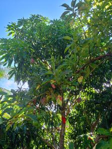 pousada vila do zimbo