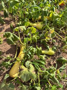 Country house in Cunha - Mountains & Horizon