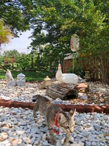 บ้านเป็ดน้อย Little duck cottage