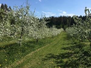 Läeahon Omena Holiday house in the middle of nature