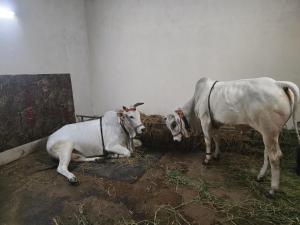 Radha Krishna Abode