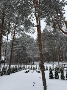 Leśne Zacisze Radawa III