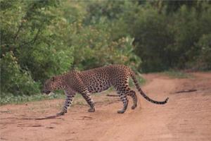 Green heaven safari resort Udawalawa