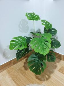 Solara เฮ้าส์