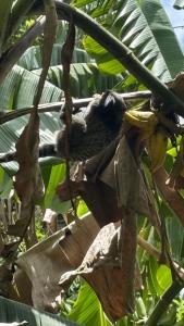 Cozy house in the beautiful Canto da Lagoa