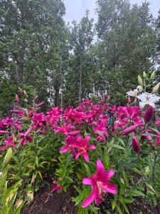Casa en el bosque-tinaja