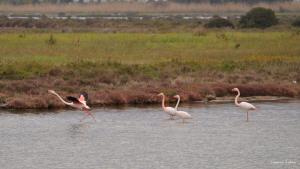 Agriturismo Is Solinas img99