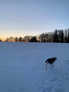 Lindners Hideaways - Gutshof Pine Retreat - Sauna - In Villa - Terrasse - Garten mit Rehgehege - Frühstück verfügbar - SKI - Arber - Osser - bis 5 Pers